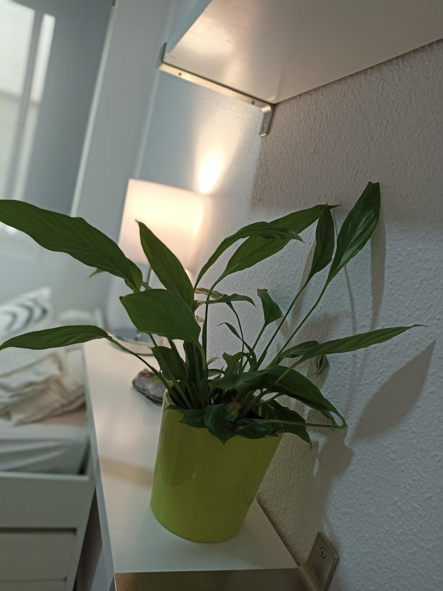 Confortable Habitacion Centrica En Piso Privado Lägenhet Málaga Exteriör bild